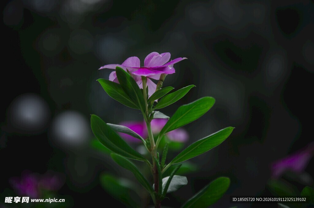 虚化紫花绿植特写