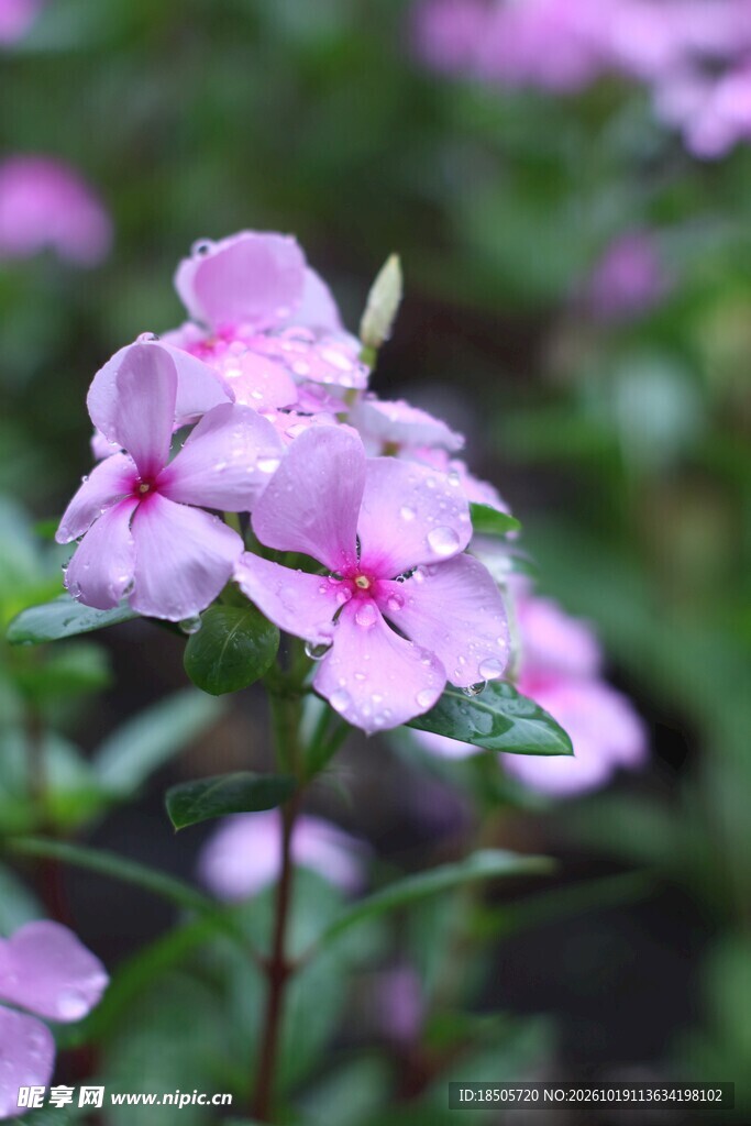 户外粉紫色小花