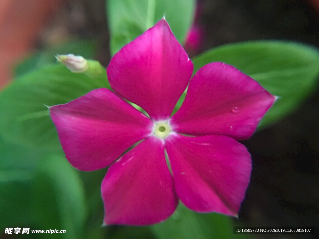 玫红色长春花特写