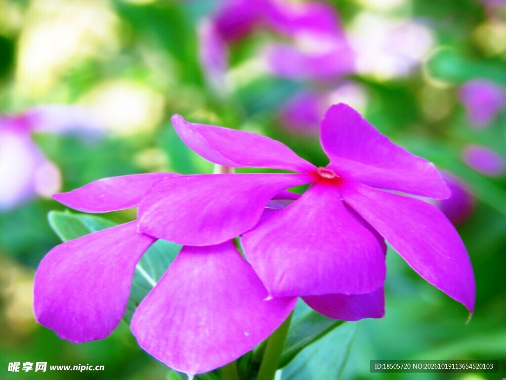 梦幻重影紫花