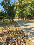 秋日公园林间小路