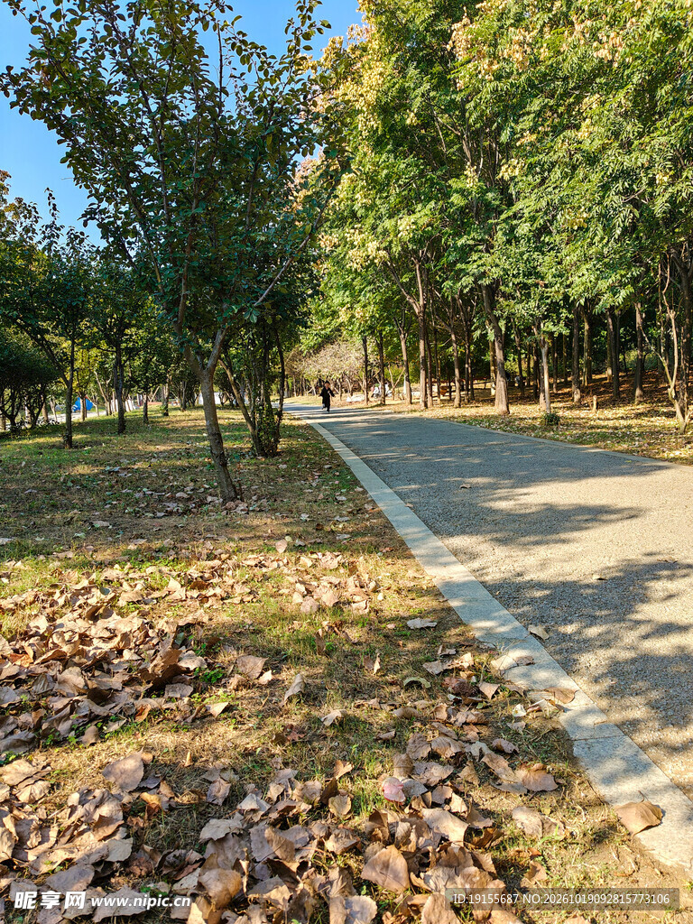 秋日公园林间小路