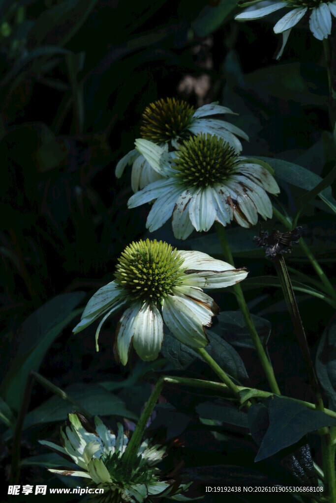 松果菊