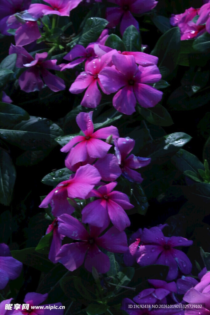 长春花 