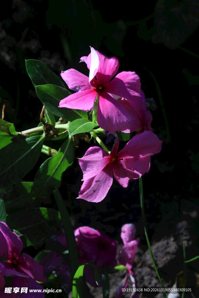 长春花 