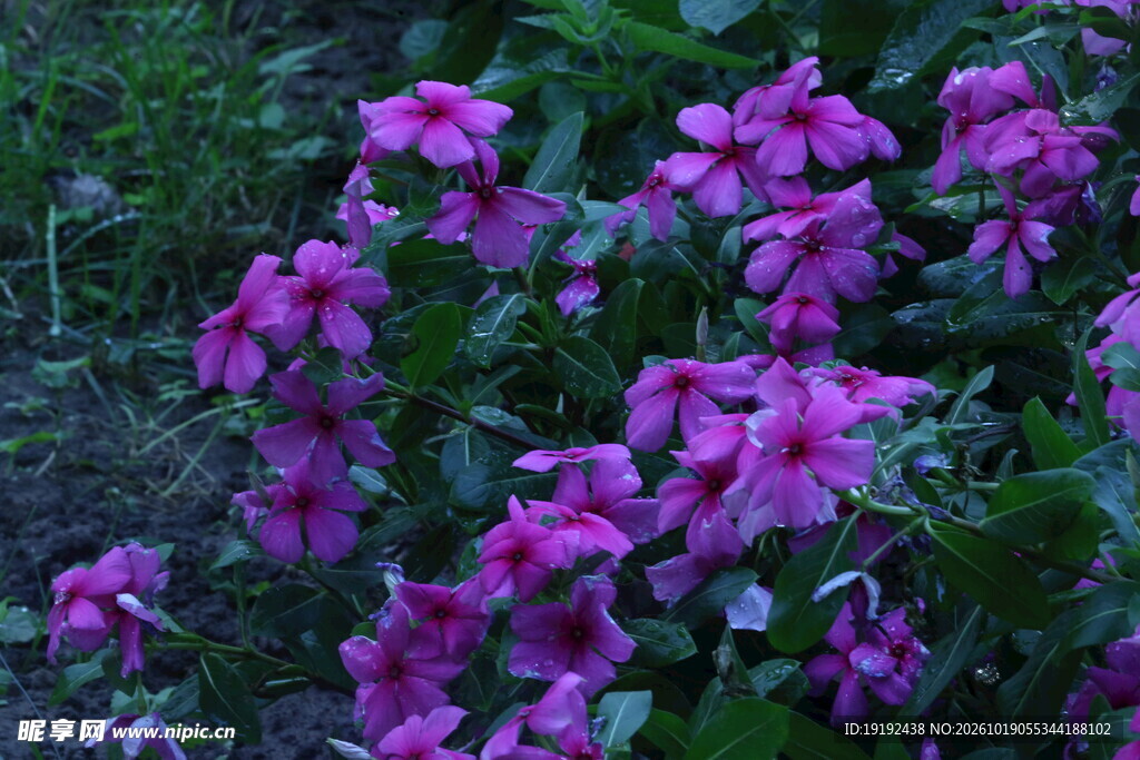 长春花 