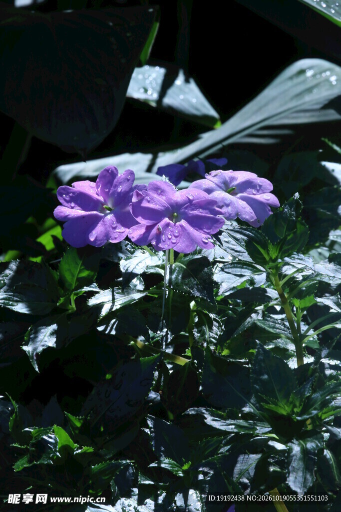 凤仙花