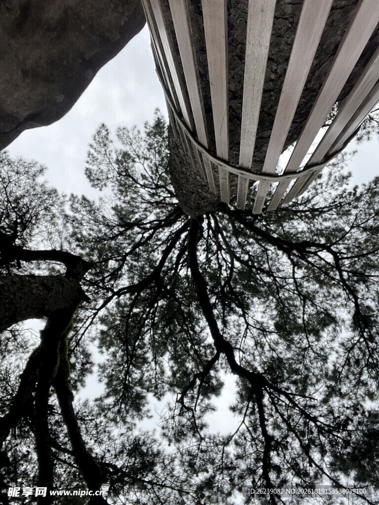 树木风景