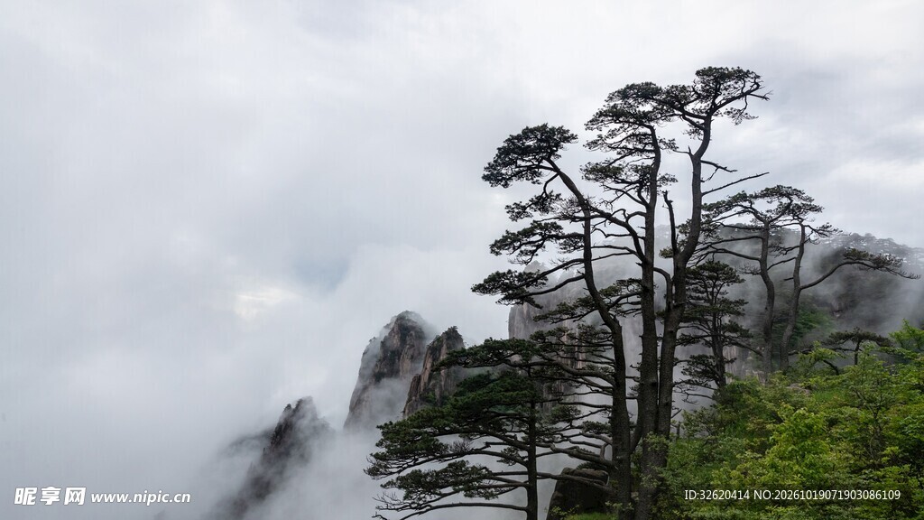 雾中山峰青松景致