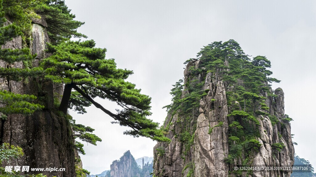 黄山奇松山岳风光