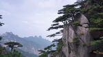 黄山奇松自然风光