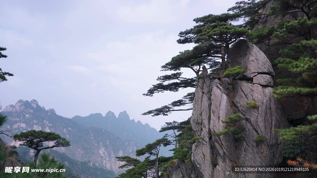 黄山奇松自然风光