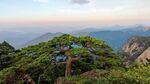 高山古松远眺山景