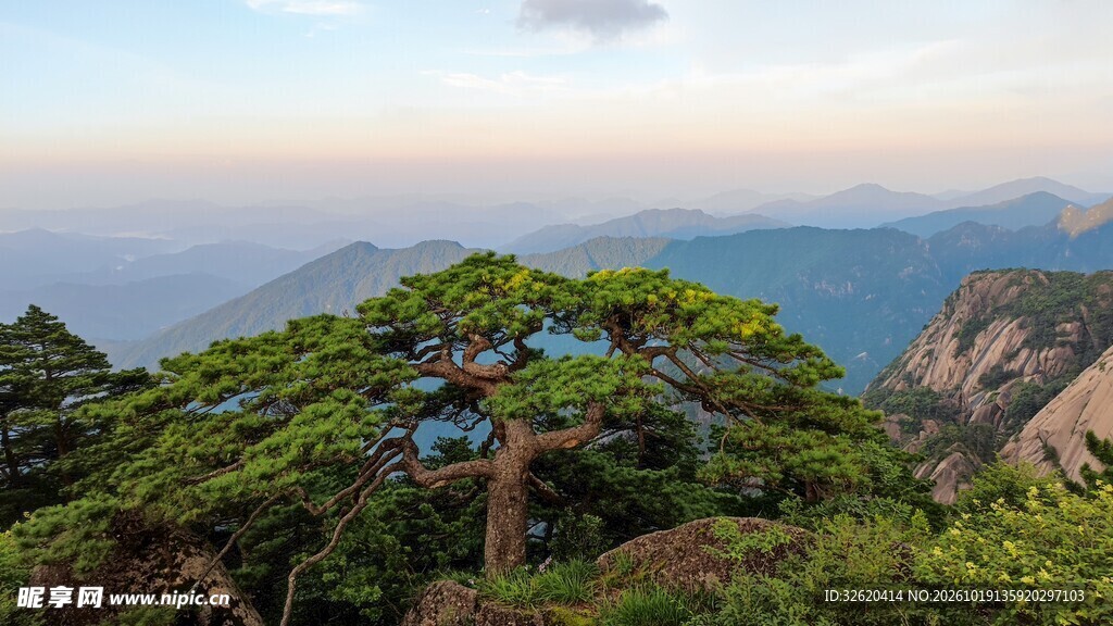 高山古松远眺山景