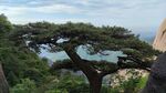 山巅苍松自然景观