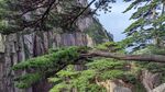 崖壁青松自然景致
