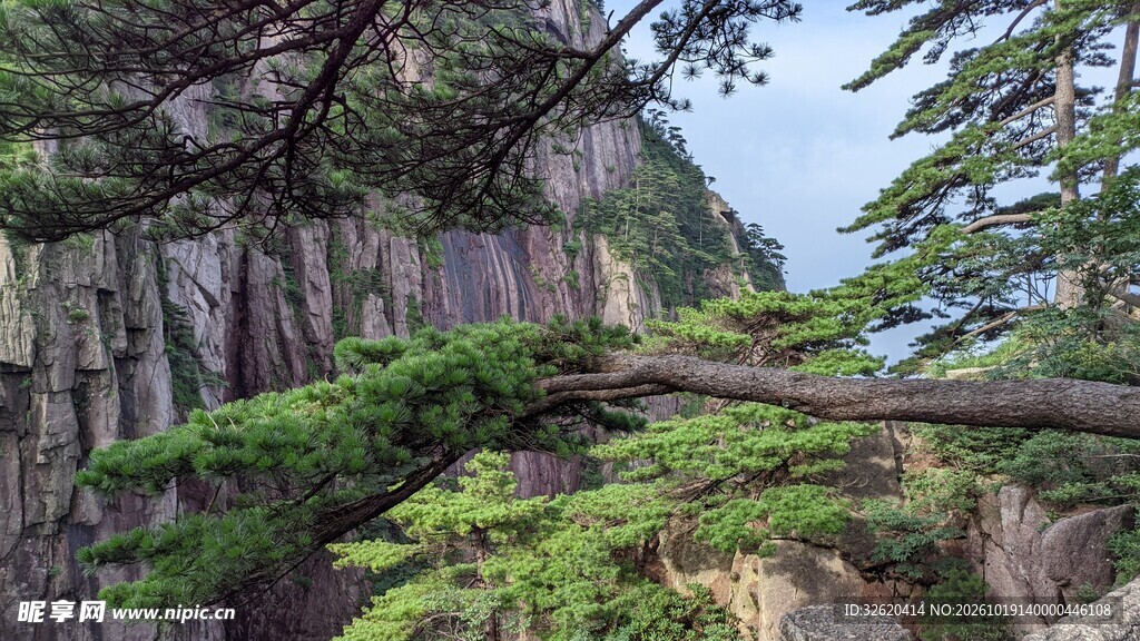 崖壁青松自然景致