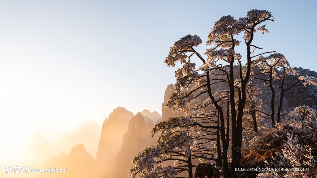 崖顶劲松晨光山景