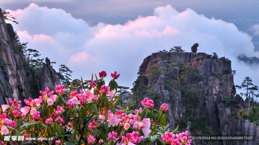 山巅花海奇石风光