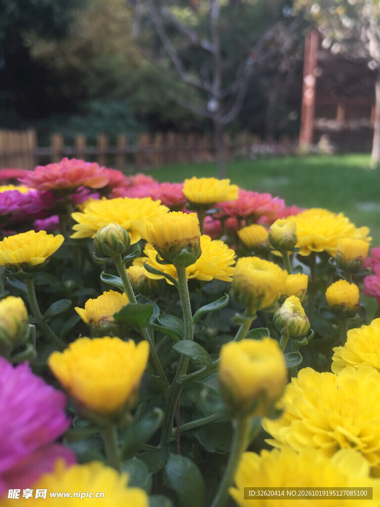 多彩秋菊花丛
