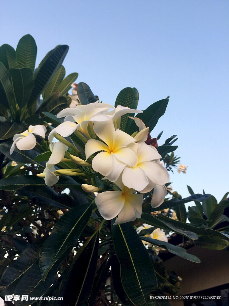 蓝天下的鸡蛋花