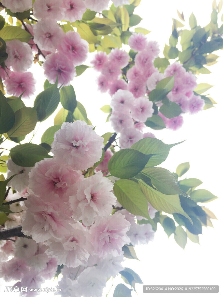 春日粉花盛放枝头