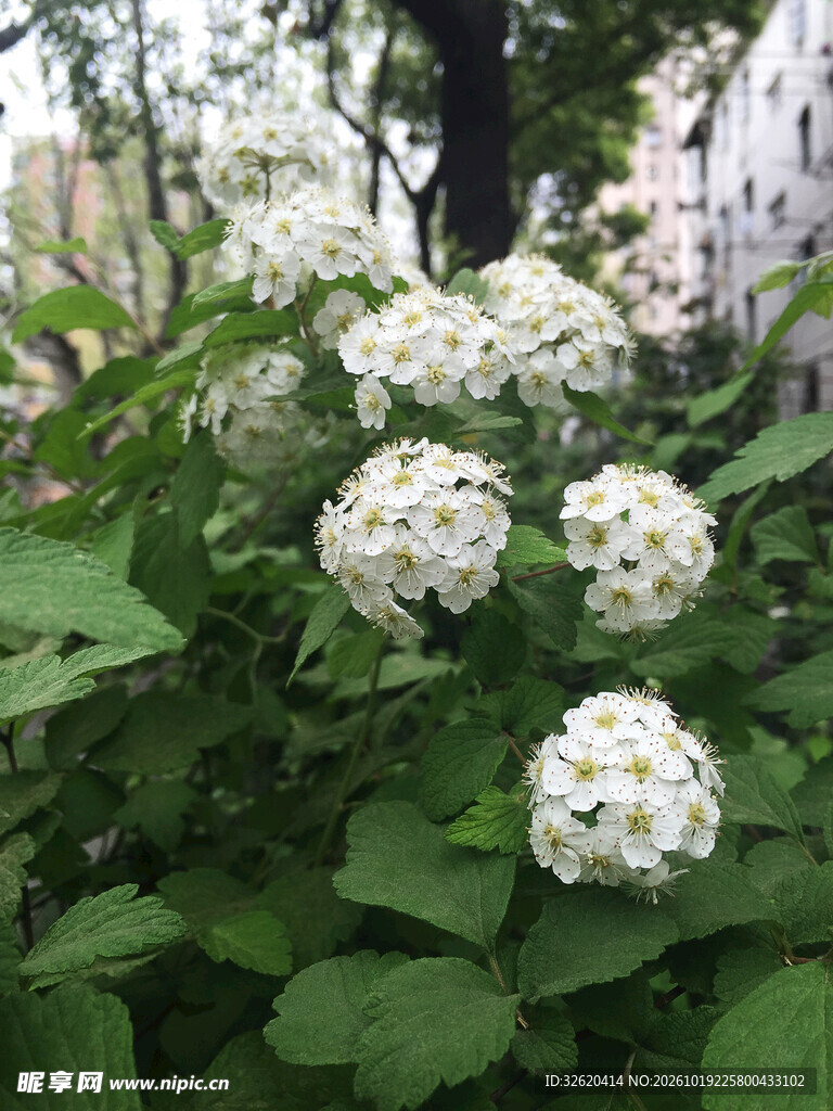 白色花簇绿植景观