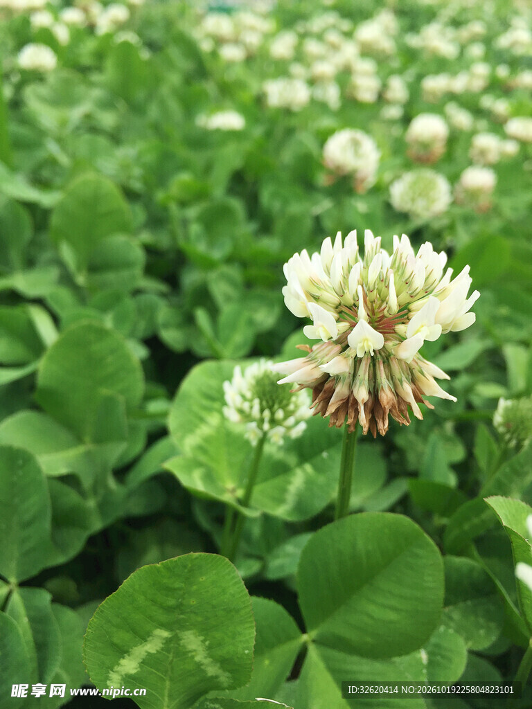 白车轴草花清新特写