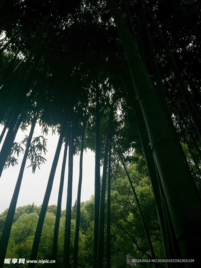仰拍森林树木光影