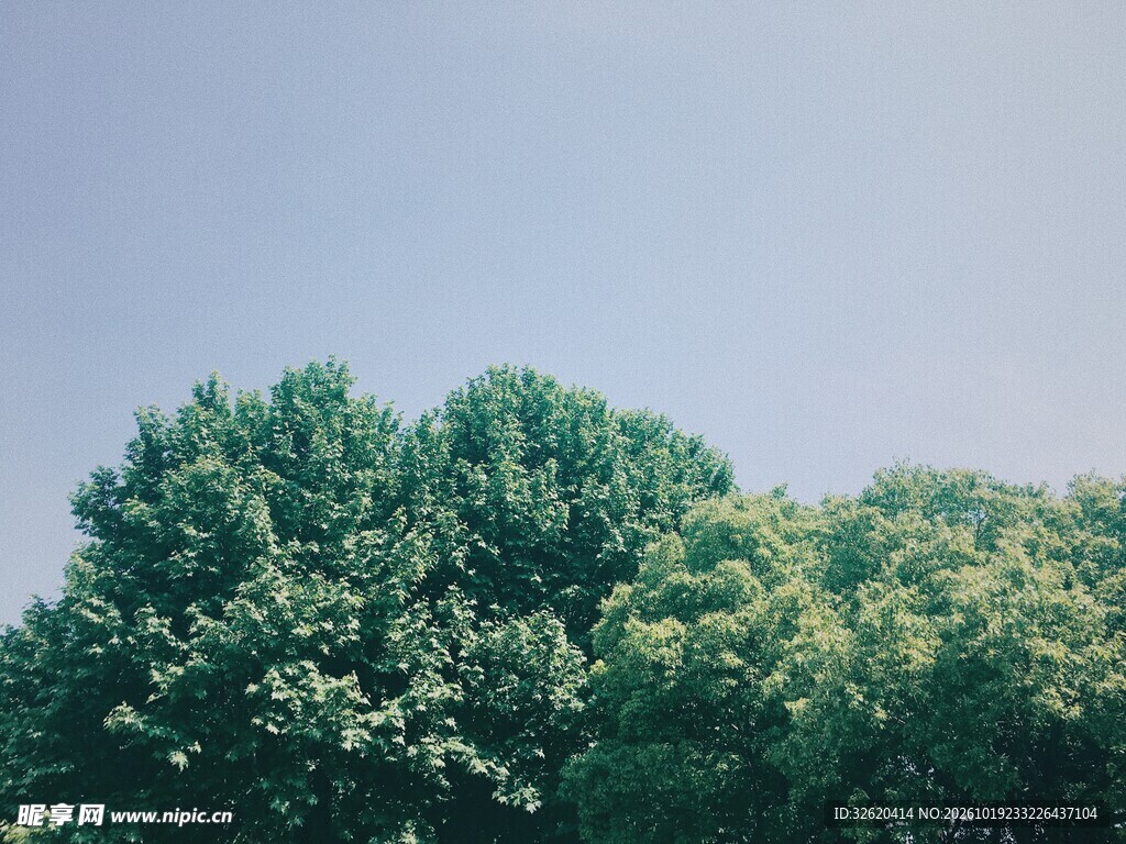 晴空下的绿树顶