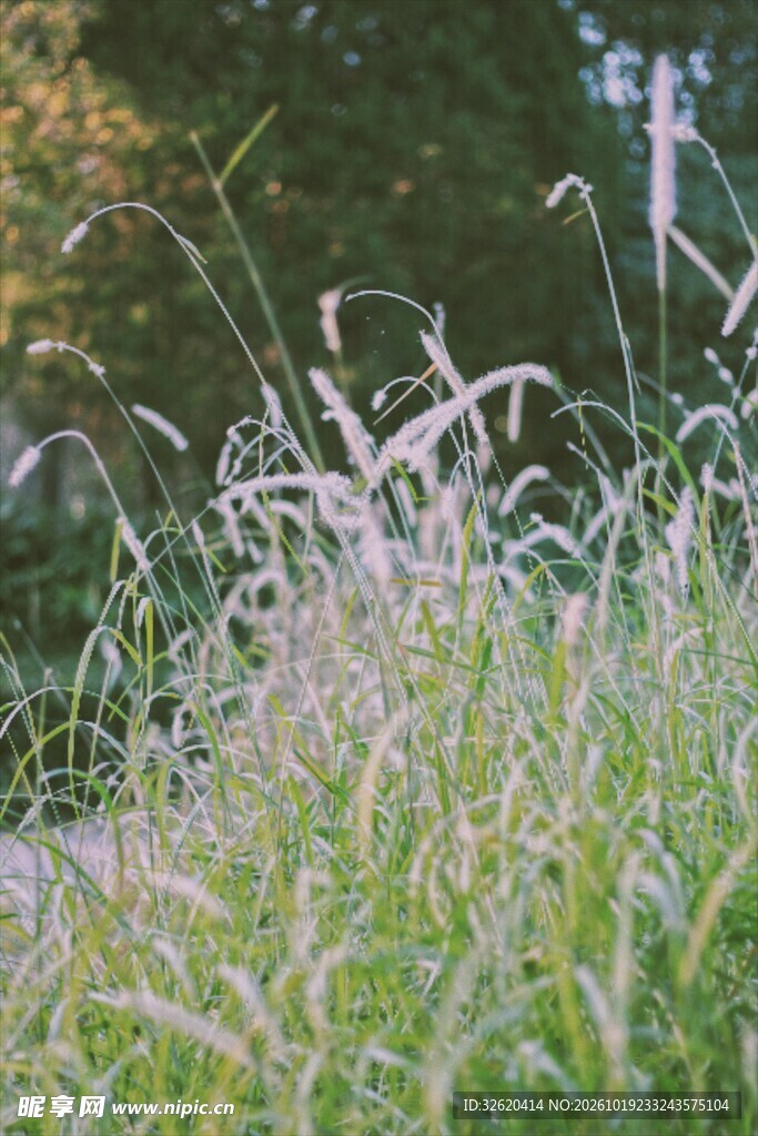 朦胧野外野草景观