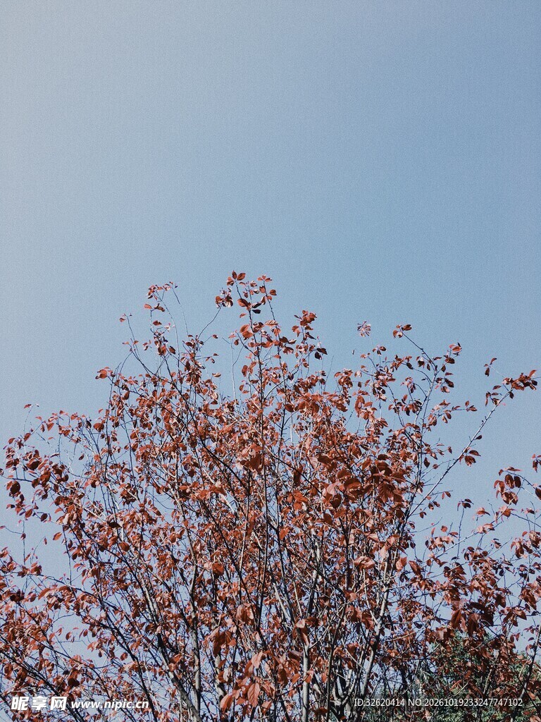 晴空下的花树