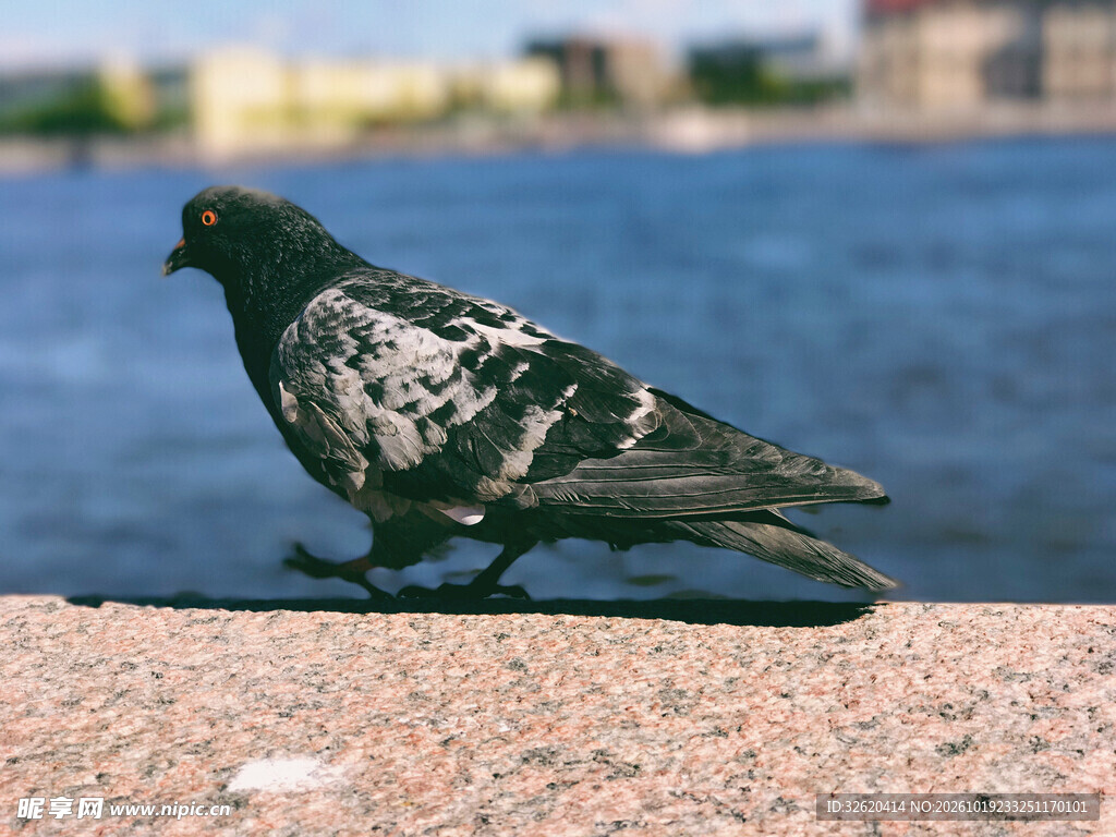 岸边行走的鸽子