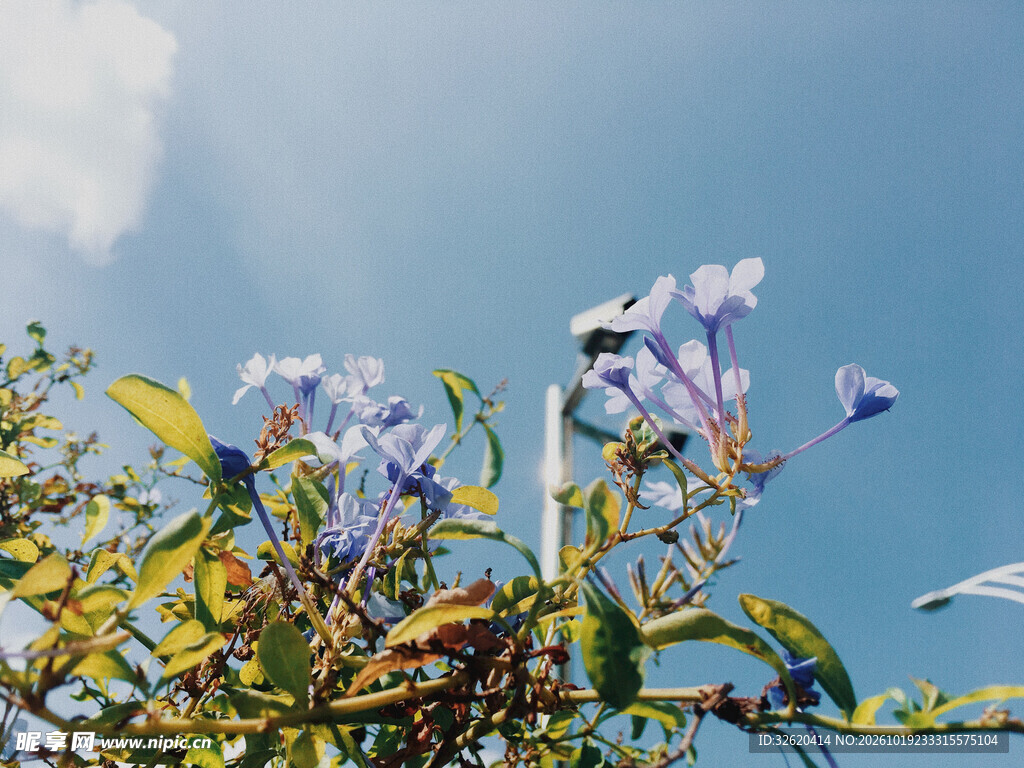 晴空下的淡紫花枝