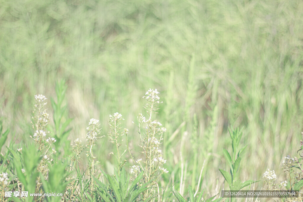 朦胧浅绿郊野绿植背景