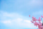 晴空下的桃花花枝