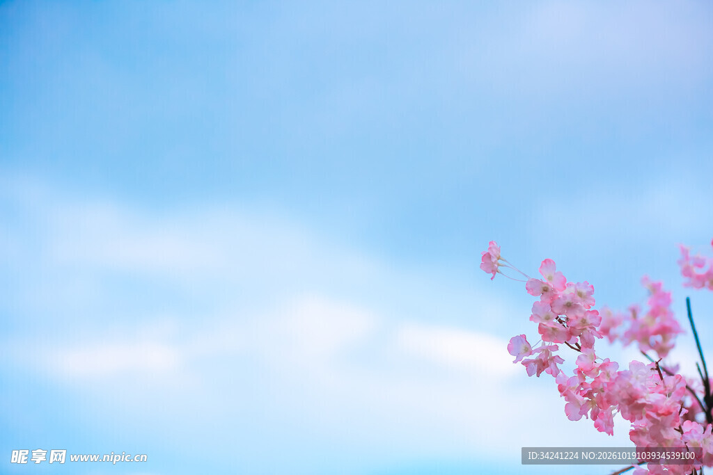 晴空下的桃花花枝
