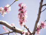 春日枝头桃花盛放