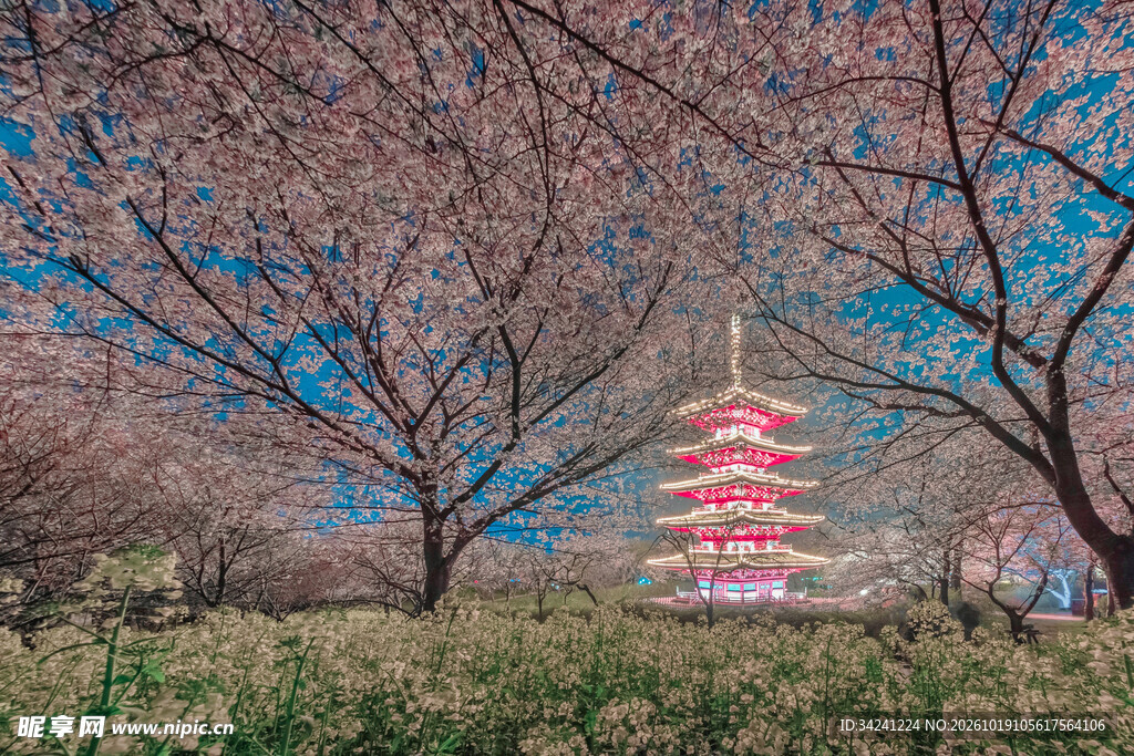 樱花掩映五重塔