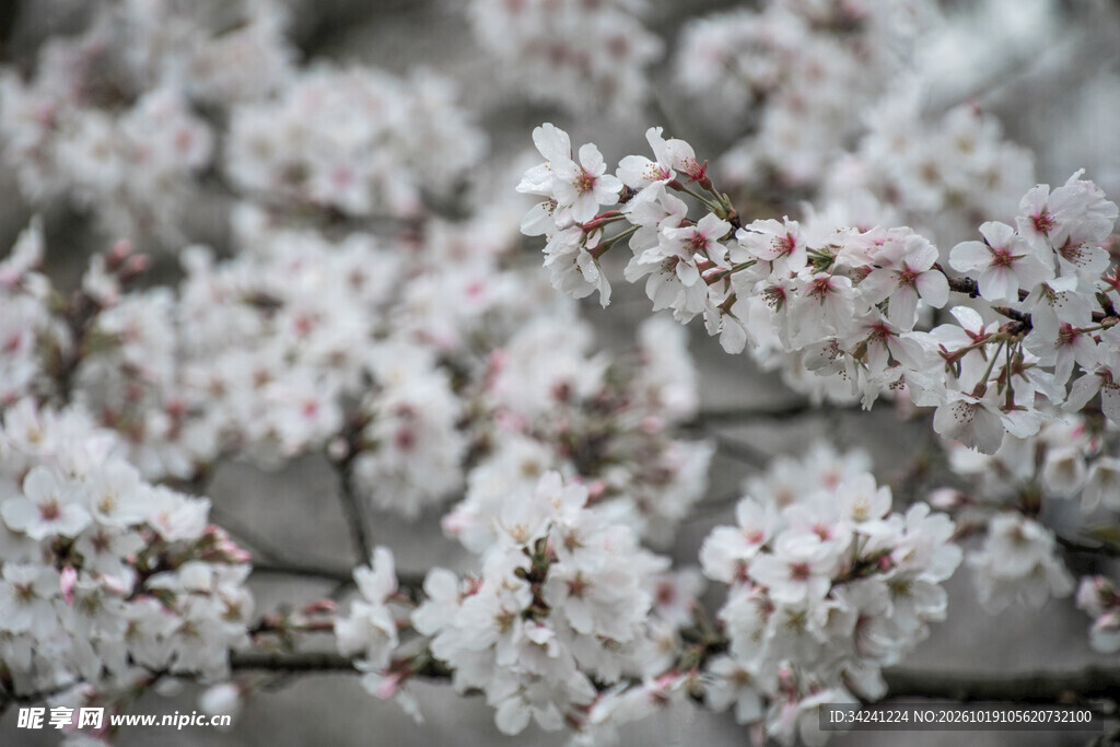 春日朦胧樱花枝
