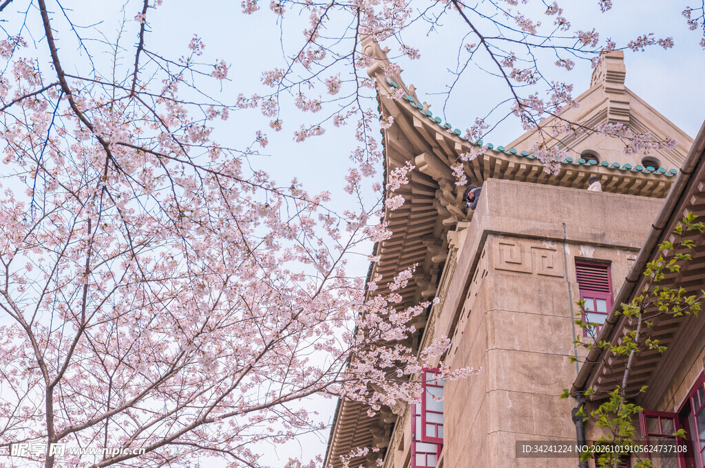 中式古建旁樱花盛开