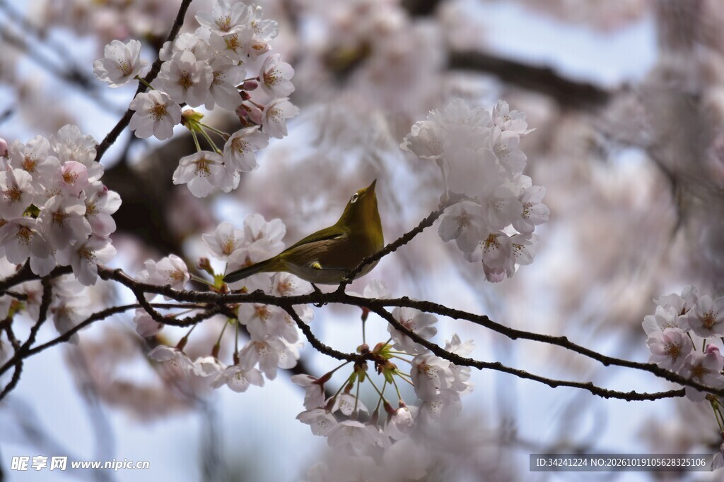 春日朦胧樱花枝