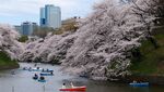 河畔樱花春日泛舟