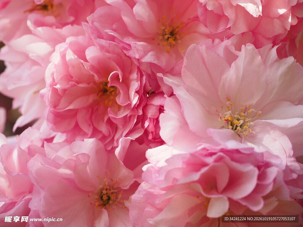 柔焦樱花花卉特写
