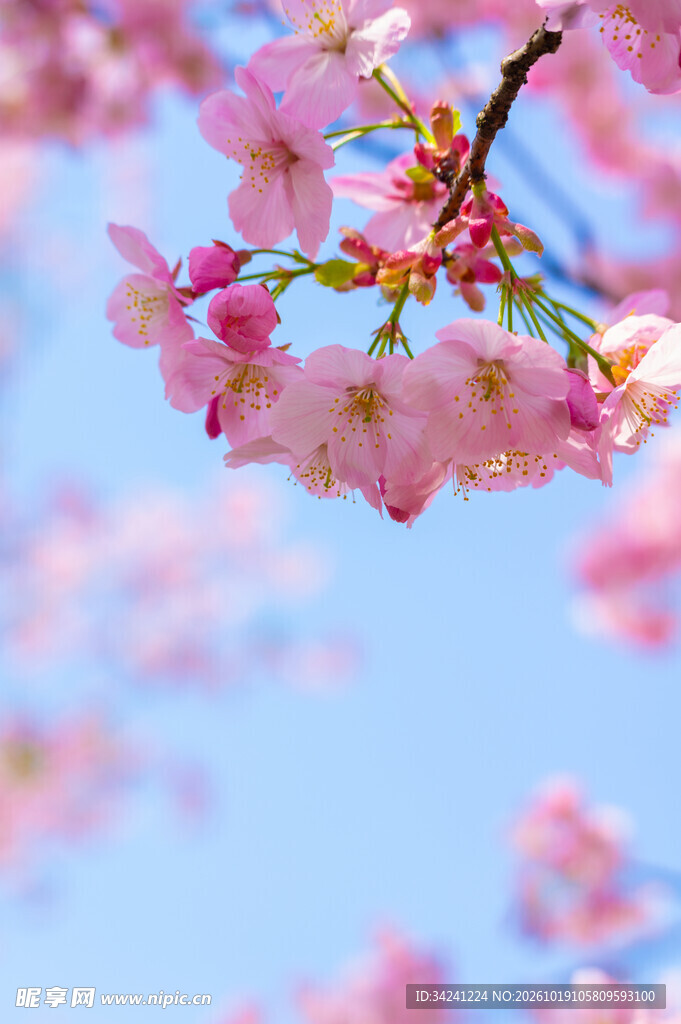 晴空下的春日樱花