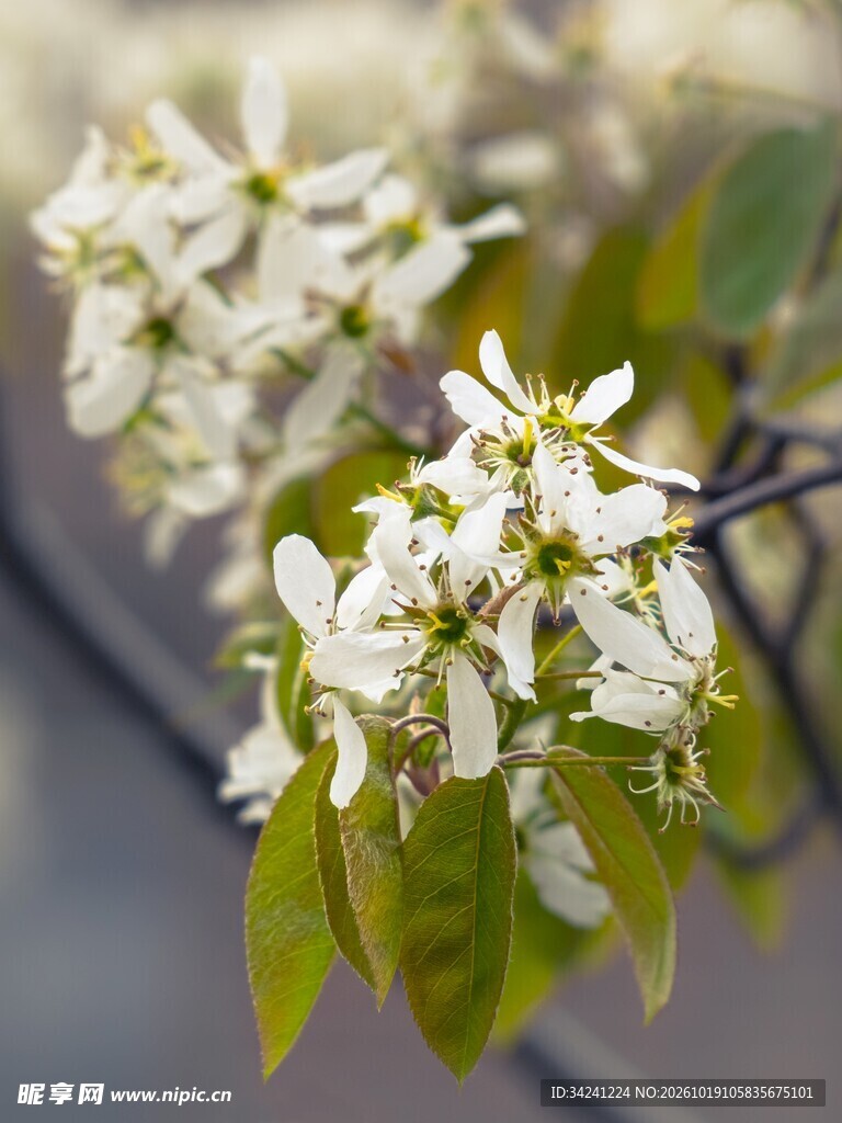 春日樱花柔焦特写