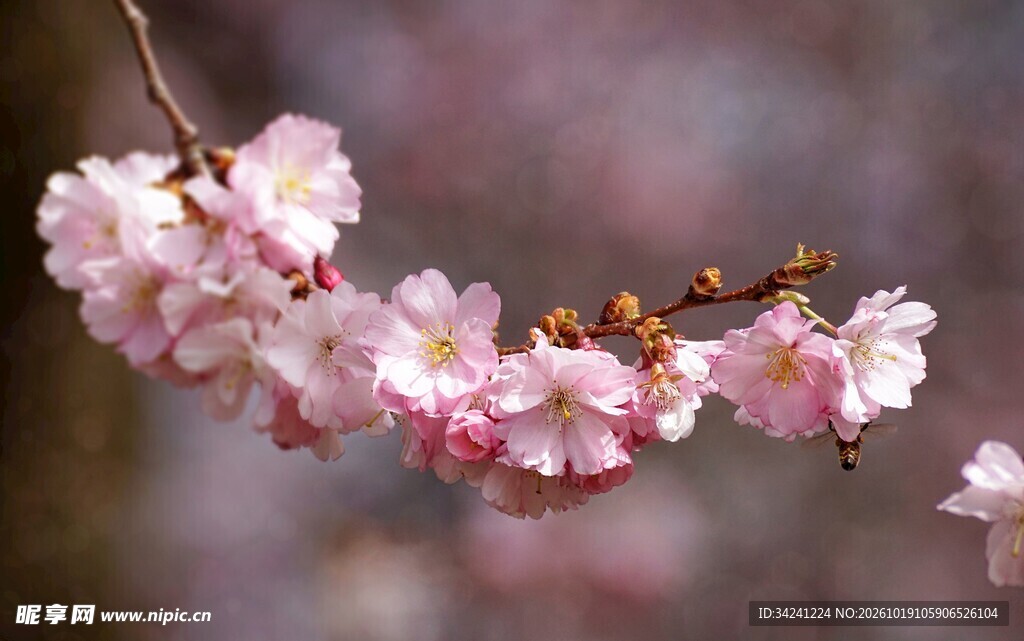 柔焦春日樱花花枝