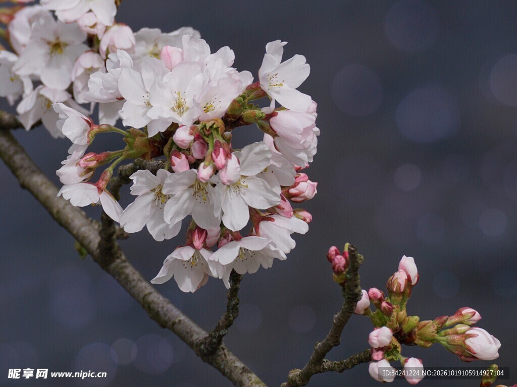 春日樱花初绽