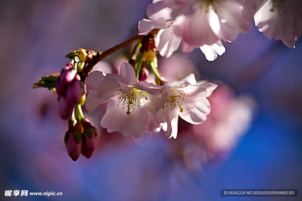 柔焦樱花花枝特写
