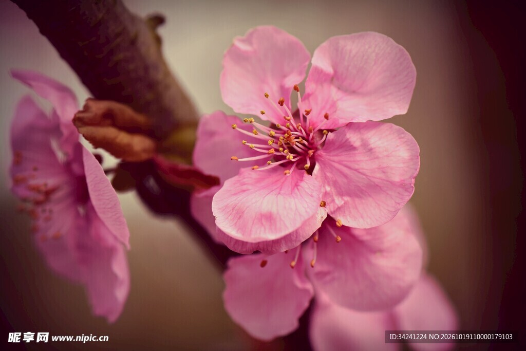 柔焦粉樱花特写